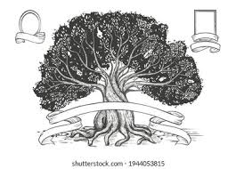 olive tree genealogy